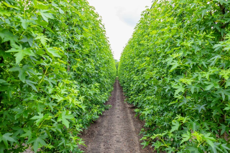 Amberbaum Liquidambar styraciflua 'Worplesdon' Stammbusch Stammumfang 4-6 T Liquidambar styraciflua 'Worplesdon' Stammbusch 4-6