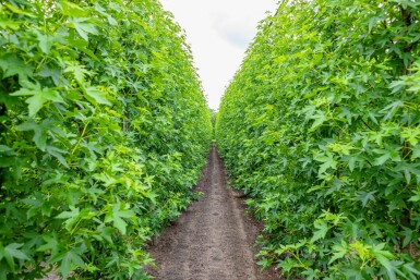 Amberbaum Liquidambar styraciflua 'Worplesdon' Stammbusch Stammumfang 4-6 T Liquidambar styraciflua 'Worplesdon' Stammbusch 4-6