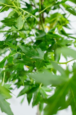 Amberbaum Liquidambar styraciflua 'Worplesdon' Mehrstämmig 200-250 T Liquidambar styraciflua 'Worplesdon' Mehrstämmig 200-250