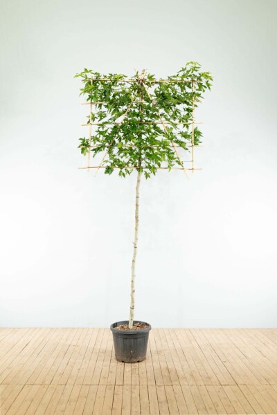 Amberbaum Liquidambar styraciflua 'Worplesdon' Spalierbaum Stammumfang 8-10 Stammhöhe 40 Spalier 120 Liquidambar styraciflua 'Worplesdon' Spalierbaum 8/10 40cm Stamm 120b x 180h