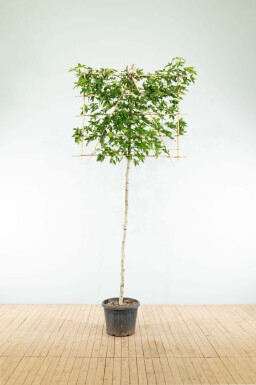 Amberbaum Liquidambar styraciflua 'Worplesdon' Spalierbaum Liquidambar styraciflua 'Worplesdon' Spalierbaum