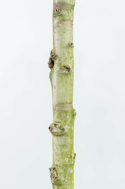 Amberbaum Liquidambar styraciflua 'Worplesdon' Spalierbaum Stammumfang 8-10 Stammhöhe 40 Spalier 120 Liquidambar styraciflua 'Worplesdon' Spalierbaum 8/10 40cm Stamm 120b x 180h