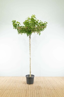 Amberbaum Liquidambar styraciflua 'Worplesdon' Dachform Liquidambar styraciflua 'Worplesdon' Dachform