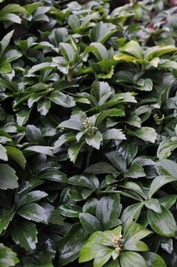 Dickmännchen Pachysandra terminalis 10-15 Topf 2 ltr. (C2) Pachysandra terminalis
