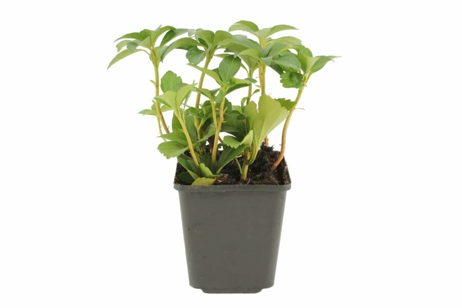 Dickmännchen Pachysandra terminalis 5-10 Topf 9x9 cm (P9) Pachysandra terminalis