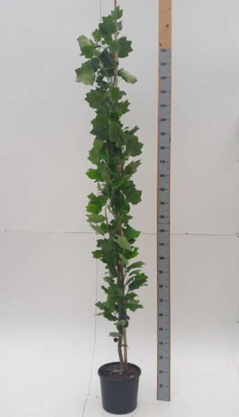 Tulpenbaum Liriodendron tulipifera 'Fastigiatum' Stammbusch Stammumfang 12-14 T Liriodendron tulipifera 'Fastigiatum' Stammbusch 12/14