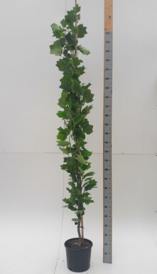 Tulpenbaum Liriodendron tulipifera 'Fastigiatum' Stammbusch Liriodendron tulipifera 'Fastigiatum' Stammbusch