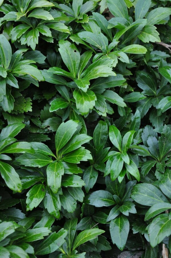 Pachysandra ter. 'Green Carpet' (Dickmännchen) kaufen P9