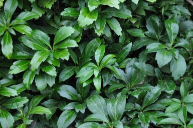 Dickmännchen Pachysandra terminalis 'Green Carpet' 5-10 Topf 9x9 cm (P9) Pachysandra terminalis 'Green Carpet'