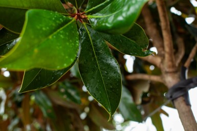 Immergrüne Magnolie Magnolia grandiflora Magnolia grandiflora