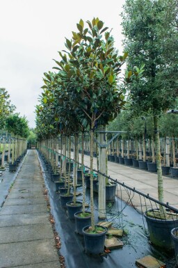 Immergrüne Magnolie Magnolia grandiflora Hochstamm Magnolia grandiflora Hochstamm