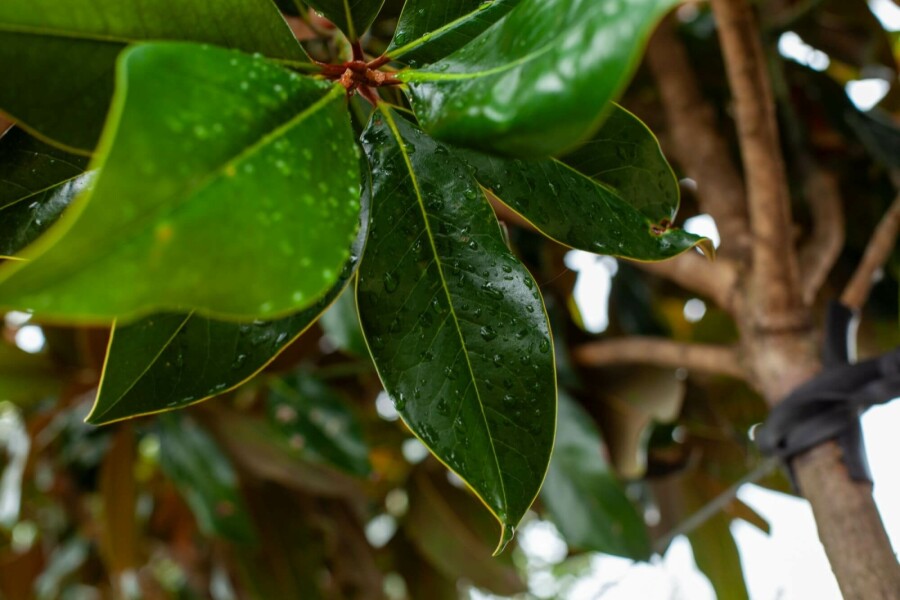 Immergrüne Magnolie Magnolia grandiflora Hochstamm Stammumfang 10-12 T Magnolia grandiflora Hochstamm 10/12