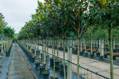 Immergrüne Magnolie Magnolia grandiflora Hochstamm Stammumfang 10-12 T Magnolia grandiflora Hochstamm 10/12