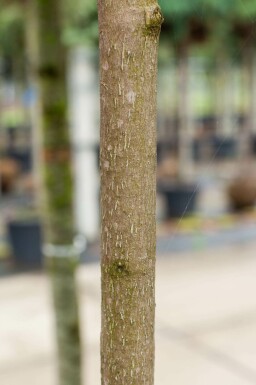 Immergrüne Magnolie Magnolia grandiflora Hochstamm Stammumfang 10-12 T Magnolia grandiflora Hochstamm 10/12
