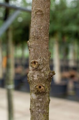 Immergrüne Magnolie Magnolia grandiflora Hochstamm Stammumfang 10-12 T Magnolia grandiflora Hochstamm 10/12