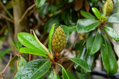 Immergrüne Magnolie Magnolia grandiflora 'Galissonnière' Magnolia grandiflora 'Galissonnière'