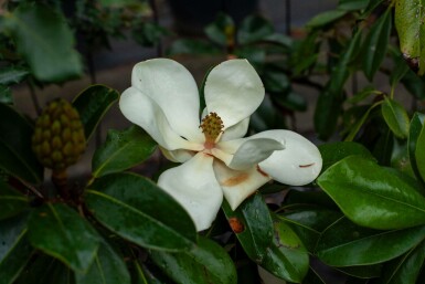 Immergrüne Magnolie Magnolia grandiflora 'Galissonnière' Magnolia grandiflora 'Galissonnière'