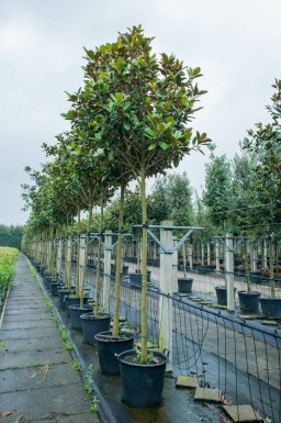 Immergrüne Magnolie Magnolia grandiflora 'Galissonnière' Hochstamm Magnolia grandiflora 'Galissonnière' Hochstamm