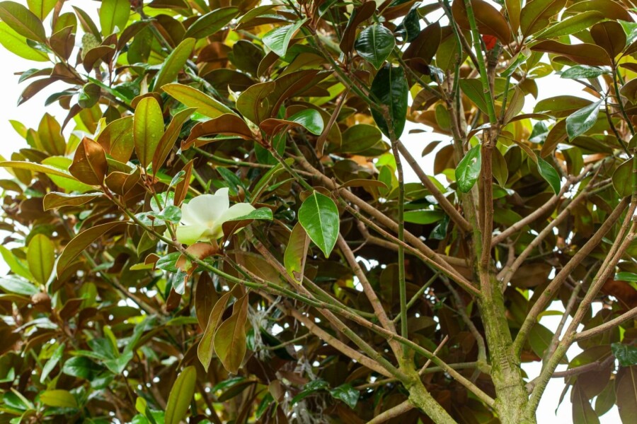 Immergrüne Magnolie Magnolia grandiflora 'Galissonnière' Hochstamm Stammumfang 10-12 T Magnolia grandiflora 'Galissonnière' Hochstamm 10/12