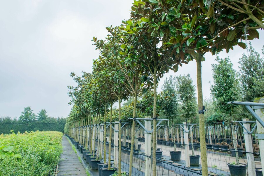 Immergrüne Magnolie Magnolia grandiflora 'Galissonnière' Hochstamm Stammumfang 10-12 T Magnolia grandiflora 'Galissonnière' Hochstamm 10/12