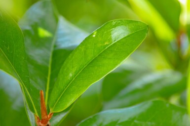 Immergrüne Magnolie Magnolia grandiflora 'Galissonnière' Hochstamm Stammumfang 10-12 T Magnolia grandiflora 'Galissonnière' Hochstamm 10/12