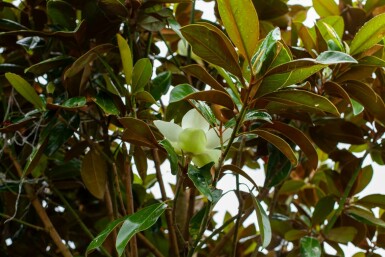 Immergrüne Magnolie Magnolia grandiflora 'Galissonnière' Hochstamm Stammumfang 10-12 T Magnolia grandiflora 'Galissonnière' Hochstamm 10/12