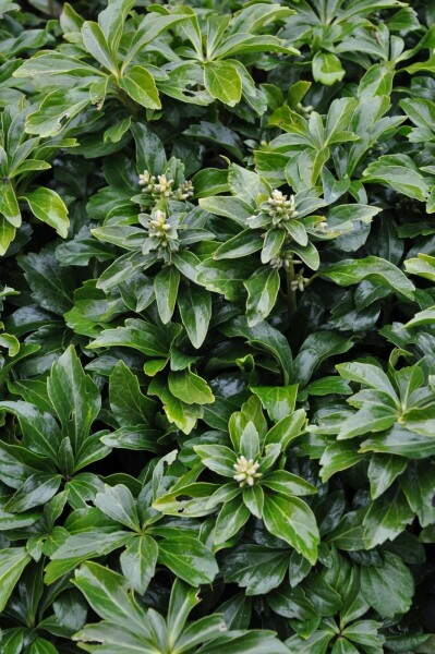 Dickmännchen Pachysandra terminalis 'Green Sheen' 15-20 Topf 3 ltr. (C3) Pachysandra terminalis 'Green Sheen'