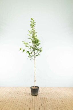 Kobushi-Magnolie Magnolia kobus Hochstamm Magnolia kobus Hochstamm