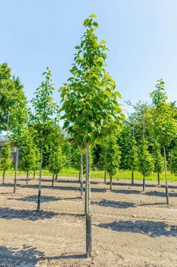 Kobushi-Magnolie Magnolia kobus Hochstamm Magnolia kobus Hochstamm