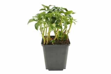 Dickmännchen Pachysandra terminalis 'Green Sheen' 5-10 Topf 9x9 cm (P9) Pachysandra terminalis 'Green Sheen'