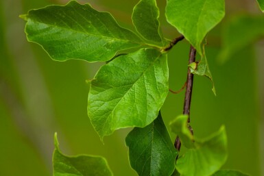Kobushi-Magnolie Magnolia kobus Mehrstämmig Magnolia kobus Mehrstämmig