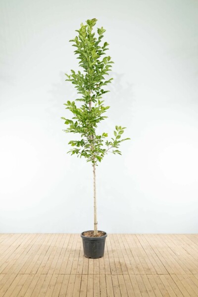 Magnolie Magnolia x loebneri 'Merrill' Hochstamm Stammumfang 8-10 T Magnolia x loebneri 'Merrill' Hochstamm 8/10