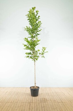 Magnolie Magnolia x loebneri 'Merrill' Hochstamm Magnolia x loebneri 'Merrill' Hochstamm