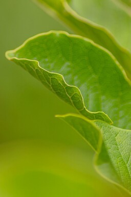 Magnolie Magnolia x loebneri 'Merrill' Hochstamm Magnolia x loebneri 'Merrill' Hochstamm