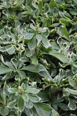 Zweifarbiges Schattengrün Pachysandra terminalis 'Variegata' 5-10 Topf 9x9 cm (P9) Pachysandra terminalis 'Variegata'