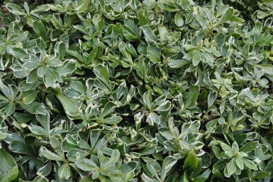 Zweifarbiges Schattengrün Pachysandra terminalis 'Variegata' 5-10 Topf 9x9 cm (P9) Pachysandra terminalis 'Variegata'