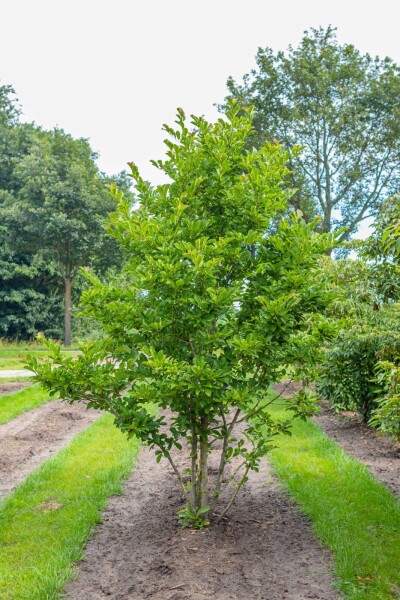 Magnolie Magnolia x loebneri 'Merrill' Mehrstämmig 250-300 T Magnolia x loebneri 'Merrill' Mehrstämmig 250-300