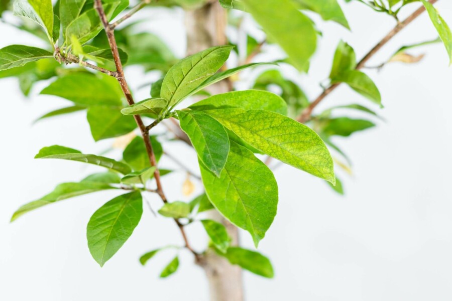 Magnolie Magnolia x loebneri 'Merrill' Mehrstämmig 250-300 T Magnolia x loebneri 'Merrill' Mehrstämmig 250-300