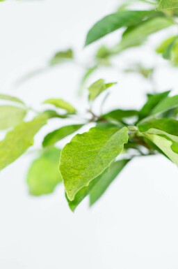 Magnolie Magnolia x loebneri 'Merrill' Mehrstämmig 250-300 T Magnolia x loebneri 'Merrill' Mehrstämmig 250-300