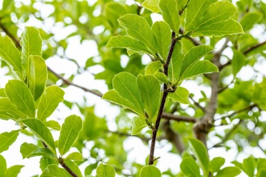 Magnolie Magnolia x loebneri 'Merrill' Mehrstämmig 250-300 T Magnolia x loebneri 'Merrill' Mehrstämmig 250-300