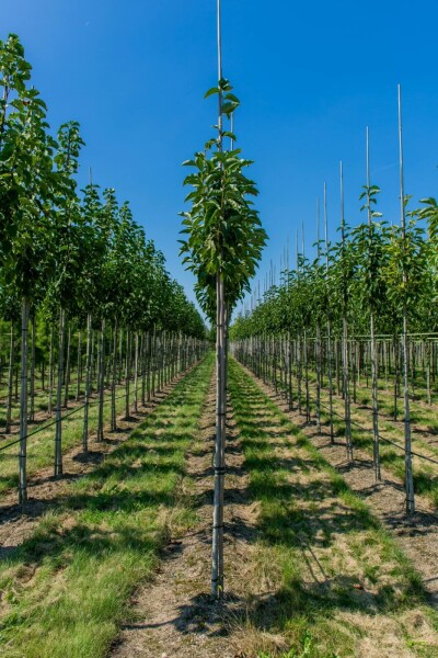 Tulpen-Magnolie Magnolia x soulangeana Hochstamm Stammumfang 8-10 T Magnolia x soulangeana Hochstamm 8/10