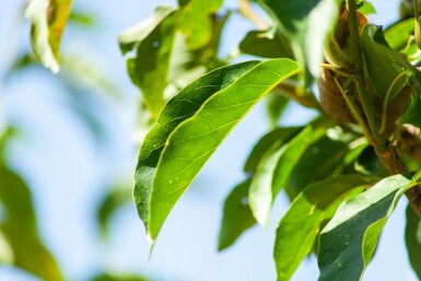 Tulpen-Magnolie Magnolia x soulangeana Hochstamm Stammumfang 8-10 T Magnolia x soulangeana Hochstamm 8/10