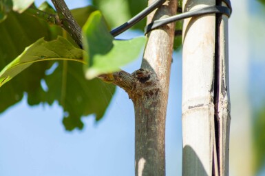 Tulpen-Magnolie Magnolia x soulangeana Hochstamm Stammumfang 8-10 T Magnolia x soulangeana Hochstamm 8/10