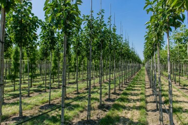 Tulpen-Magnolie Magnolia x soulangeana Hochstamm Stammumfang 8-10 T Magnolia x soulangeana Hochstamm 8/10