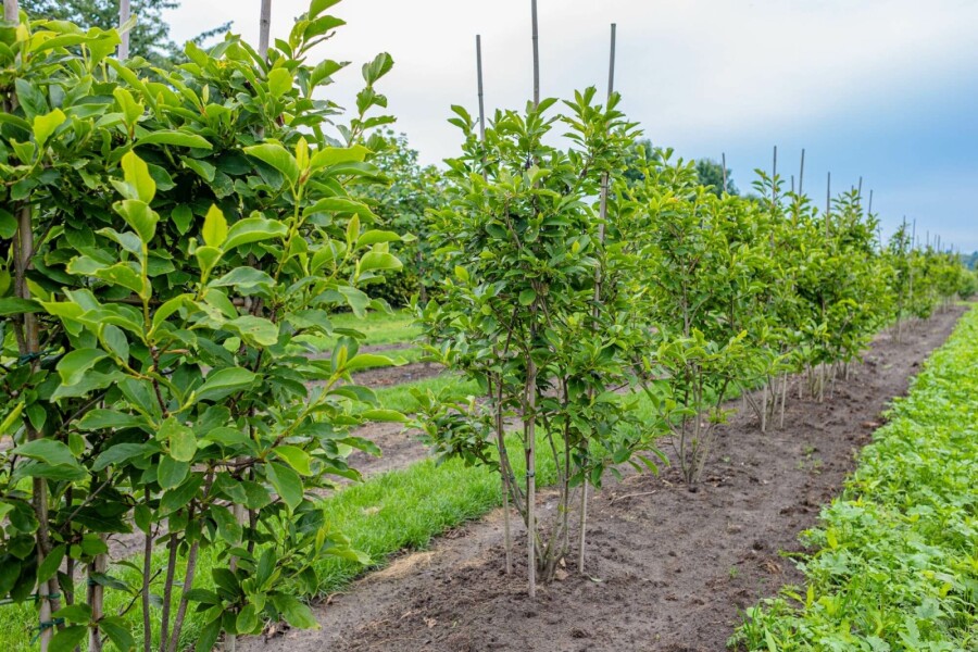 Tulpen-Magnolie Magnolia x soulangeana Mehrstämmig 200-250 T Magnolia x soulangeana Mehrstämmig 200-250