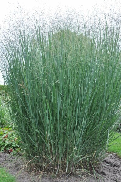Bläuliche Rutenhirse Panicum virgatum 'Heavy Metal' 5-10 Topf 9x9 cm (P9) Panicum virgatum 'Heavy Metal'