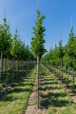 Stern-Magnolie Magnolia stellata Magnolia stellata