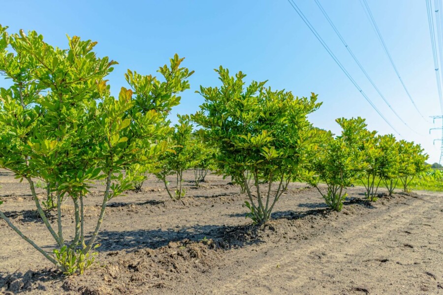 Stern-Magnolie Magnolia stellata Mehrstämmig 200-250 T Magnolia stellata Mehrstämmig 200-250