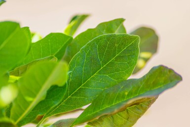 Stern-Magnolie Magnolia stellata Mehrstämmig 200-250 T Magnolia stellata Mehrstämmig 200-250