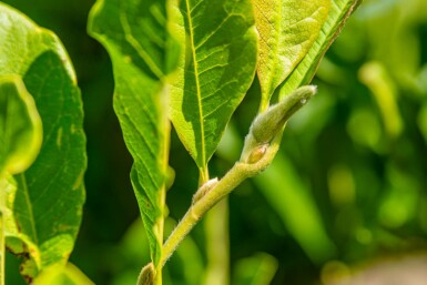 Stern-Magnolie Magnolia stellata Mehrstämmig 200-250 T Magnolia stellata Mehrstämmig 200-250